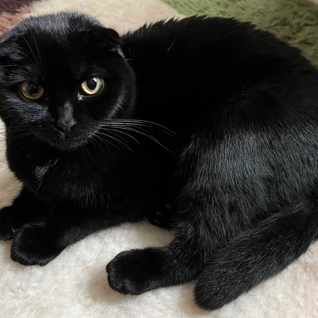 Afrikesh Pet Friendly Moroccan Rug